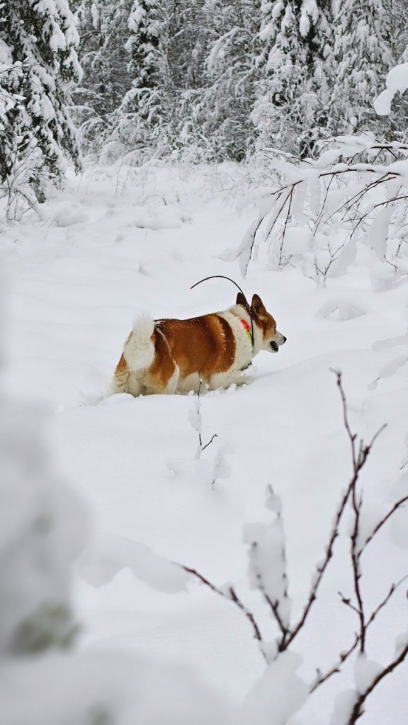 Pystykorva, todennäköisesti pohjanpystykorva, seisoo syvässä hangessa metsän reunassa lumisena päivänä. Koiralla on valkoinen-ruskea turkki ja kaulassa kirkas panta, jossa on kaareva radioseurantatunnistin. Se katsoo eteenpäin oikealle lumista polkua pitkin. Etualalla on oksia ja taustalla lumipeitteisiä havupuita. Kuvan tunnelma on pohjoinen, talvinen ja rauhallinen.